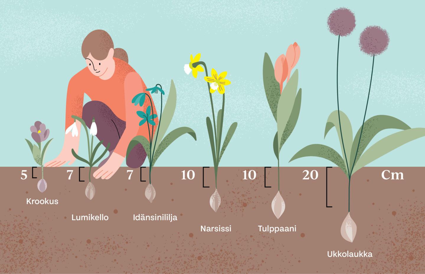 Kuvitus kukkasipuleista. 